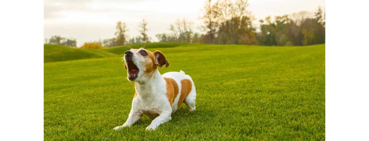 心配になる犬の鳴き声 鳴き方がおかしい 急な悲鳴や悲しそうな声の 意味 とは Ana