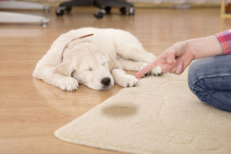 犬がトイレを覚えない おしっこなどトイレを失敗する理由としつけ方法 トレーニングの工夫とは Ana Travel Life