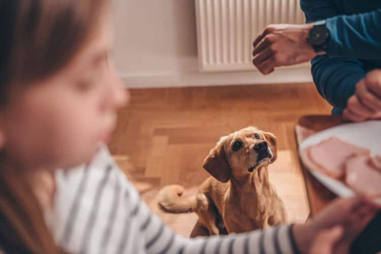 犬が吠える理由は環境や飼い主の行動にあった 犬が吠える意味を知り しつけ方法を使い分けよう Ana Travel Life