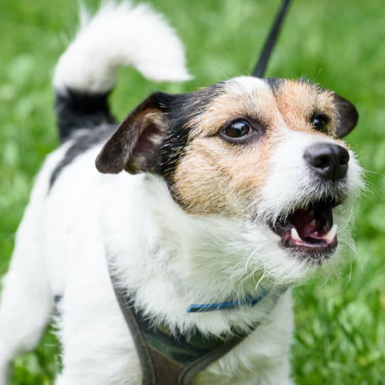 犬が吠える理由は環境や飼い主の行動にあった 犬が吠える意味を知り しつけ方法を使い分けよう Ana Travel Life