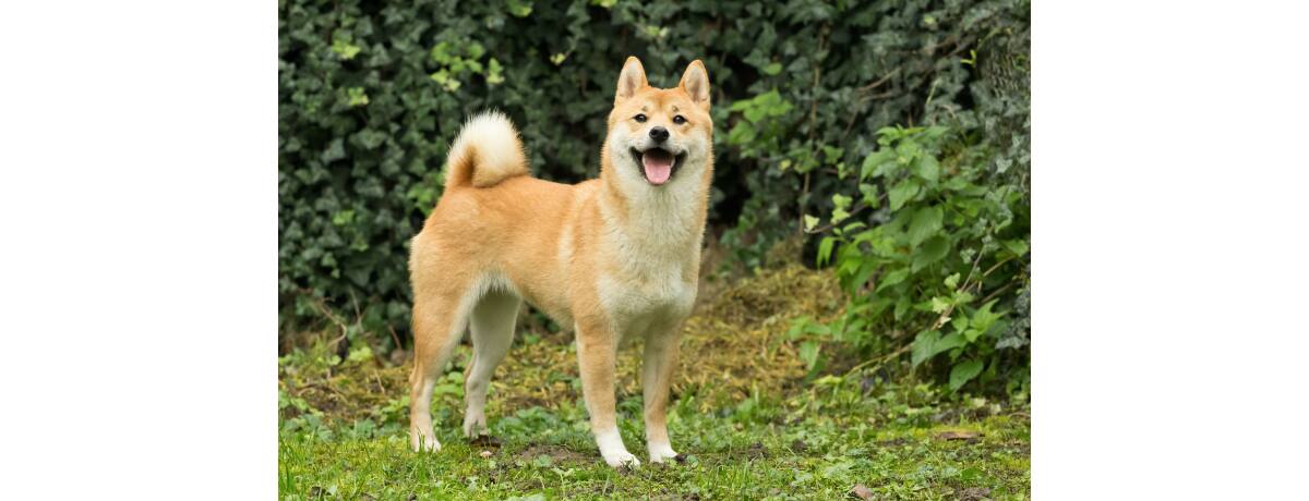 獣医師監修 柴犬は飼いやすい 性格や平均寿命 かかりやすい病気 抜け毛対策は Ana Travel Life 獣医師監修 柴犬は飼いやすい 性格や平均寿命 かかりやすい病気 抜け毛対策は Ana Travel Life