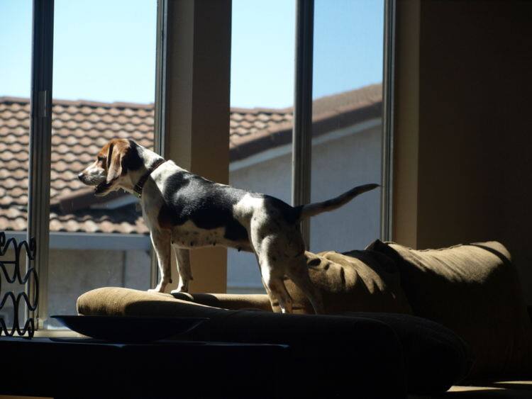 ドッグトレーナー監修 愛犬の警戒吠え 意味や理由 しつけ方 対策 防止方法 は Ana Travel Life ドッグトレーナー監修 愛犬の警戒吠え 意味や理由 しつけ方 対策 防止方法 は Ana Travel Life