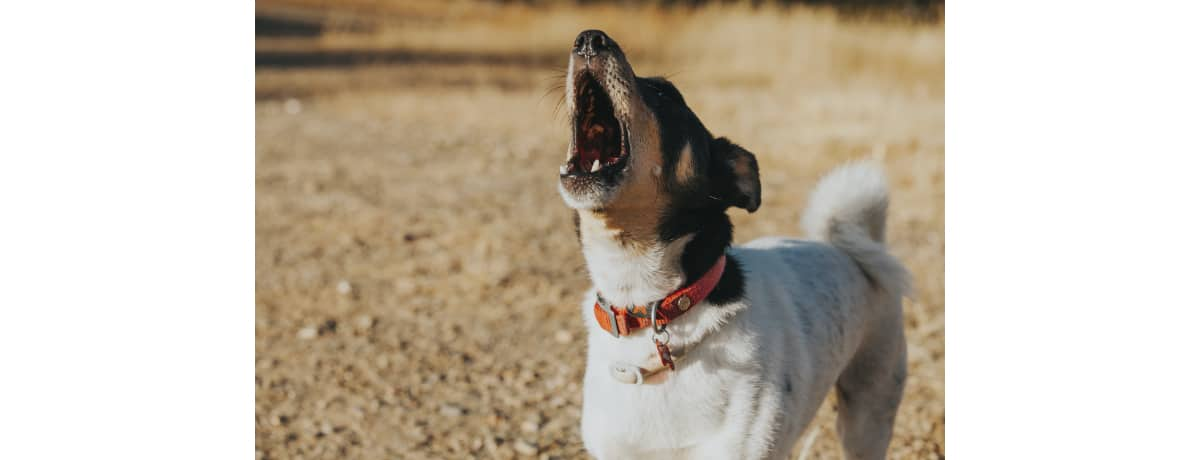 ドッグトレーナー監修 愛犬の警戒吠え 意味や理由 しつけ方 対策 防止方法 は Ana