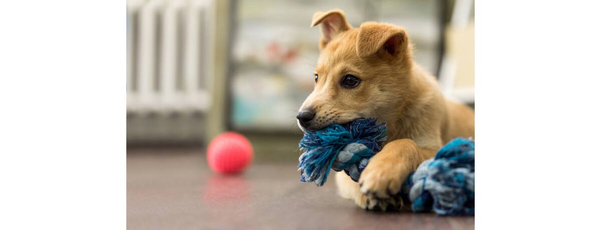 犬 噛む しつけ