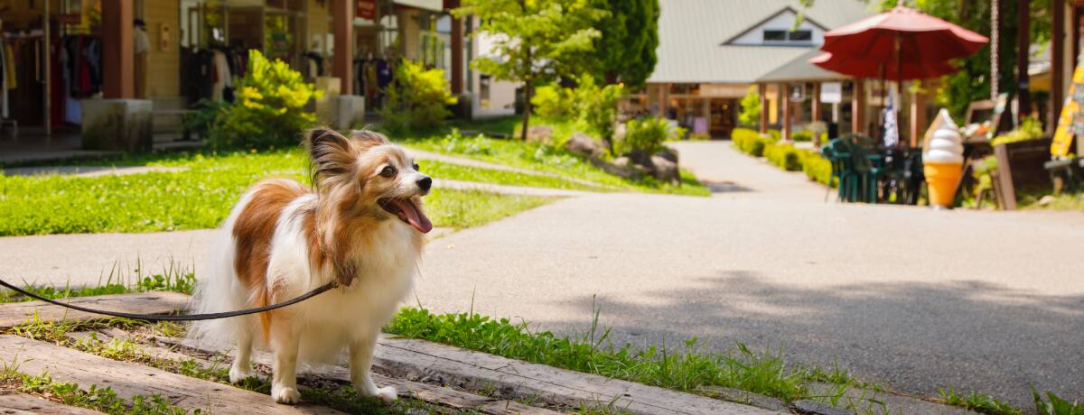 山梨 八ヶ岳 雄大な自然美を堪能しながら愛犬と気ままにショッピング 八ヶ岳リゾートアウトレット Ana Travel Life 山梨 八ヶ岳 雄大な自然美を堪能しながら愛犬と気ままにショッピング 八ヶ岳リゾートアウトレット Ana Travel Life