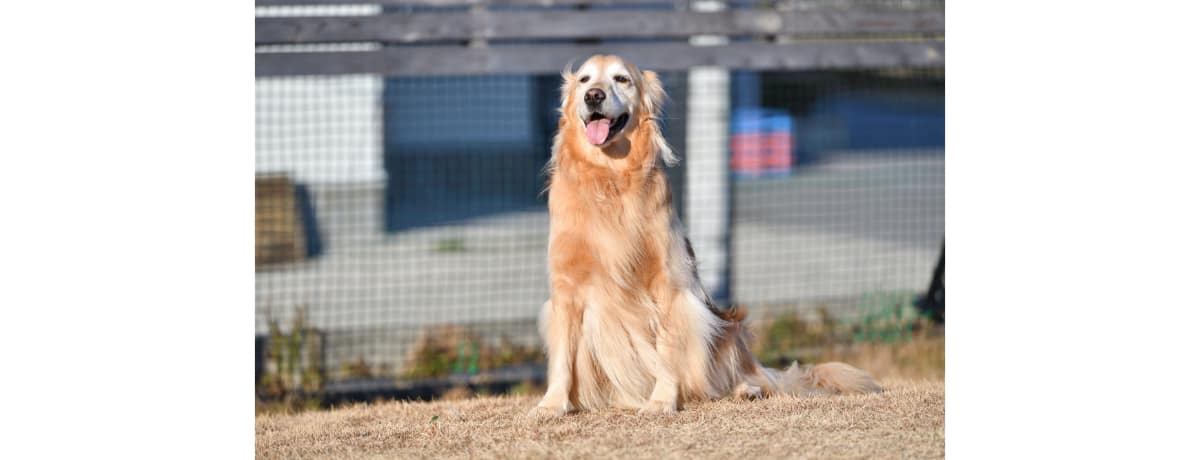 獣医師監修 ゴールデン レトリーバーの性格や平均寿命は 飼い方 注意する病気は Ana Travel Life