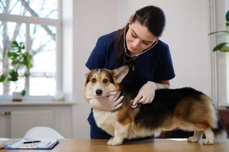 獣医師監修 愛犬の便から白い虫 回虫症 おなかの虫 の症状や予防法は Ana Travel Life