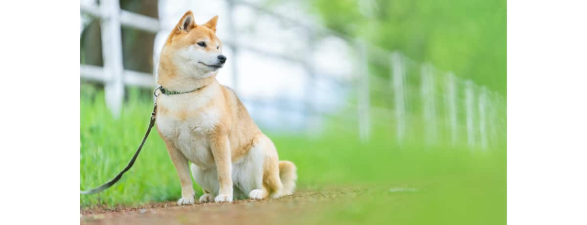 ドッグトレーナー監修 柴犬のしつけは難しい しつけを始める時期と問題行動の対策 Ana Travel Life