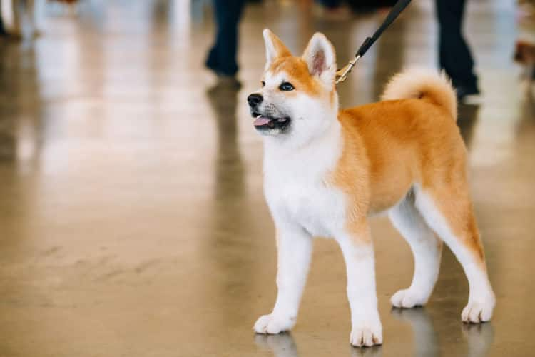 ドッグトレーナー監修 秋田犬のしつけは難しい 始める時期や吠えや噛み癖など問題行動の対策 Ana Travel Life