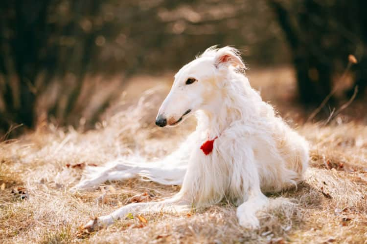 獣医師監修 優雅な大型犬ボルゾイとの健康的で楽しい暮らしを Ana Travel Life