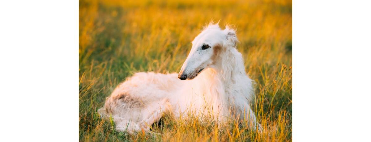 獣医師監修 優雅な大型犬ボルゾイとの健康的で楽しい暮らしを Ana Travel Life