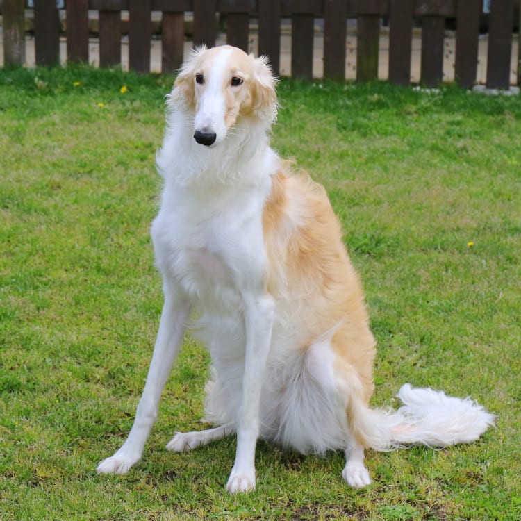 ドッグトレーナー監修 ボルゾイ 散歩が嫌い 毎日必要 適切な時間 距離 運動量 Ana Travel Life