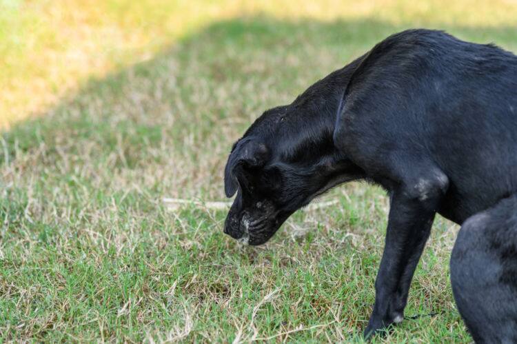 獣医師監修 犬が下痢を繰り返すときは病院に 下痢の原因 考えられる病気と対処法は Ana Travel Life