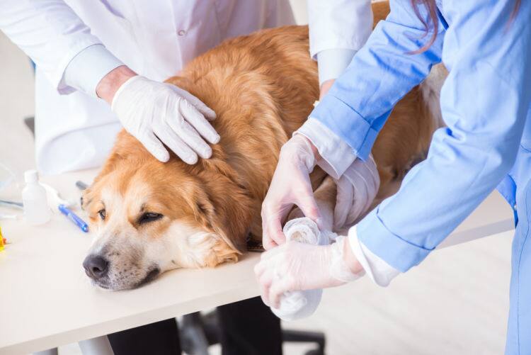 [最も共有された！ √] 犬 骨折 ギプス 期間 117129犬 骨折 ギプス 期間