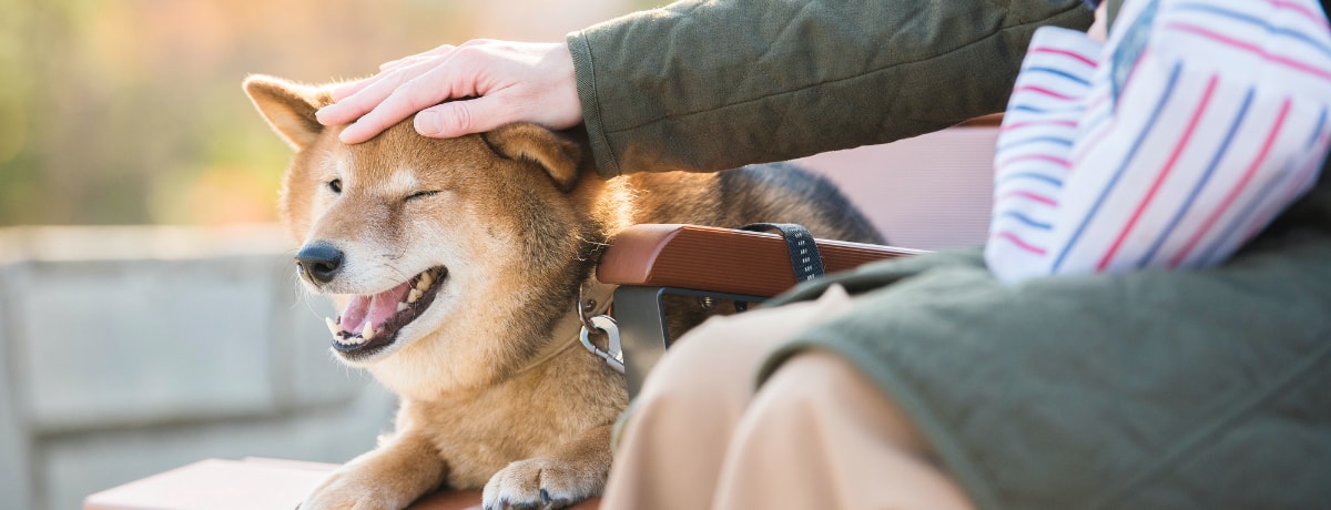 ドッグトレーナー監修 犬にストレスを感じさせない正しい撫で方 触り方 は 愛犬が喜ぶポイントを紹介 Ana