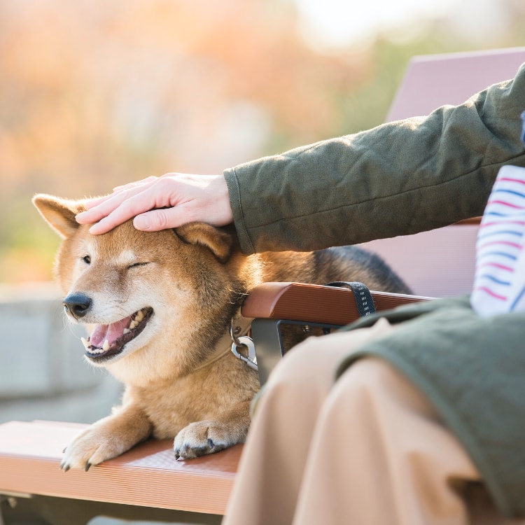 元気 が 出る 画像 犬