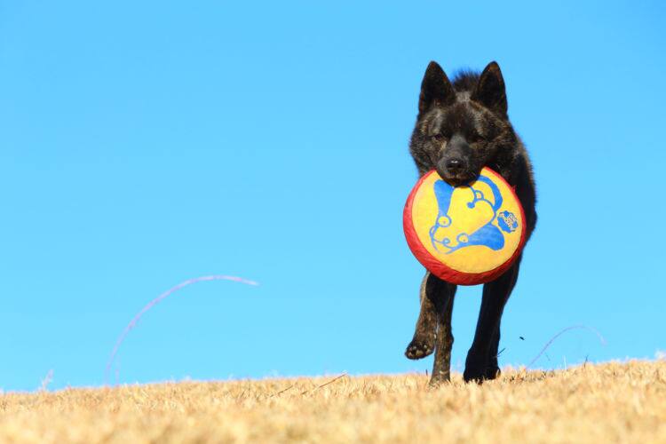 獣医師監修 甲斐犬はツンデレが魅力 野性味も備える日本犬と充実ライフを Ana