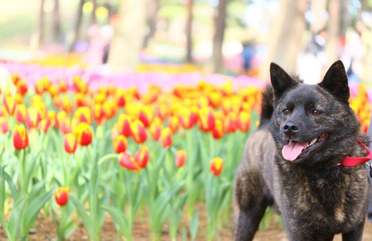 獣医師監修 甲斐犬はツンデレが魅力 野性味も備える日本犬と充実ライフを Ana