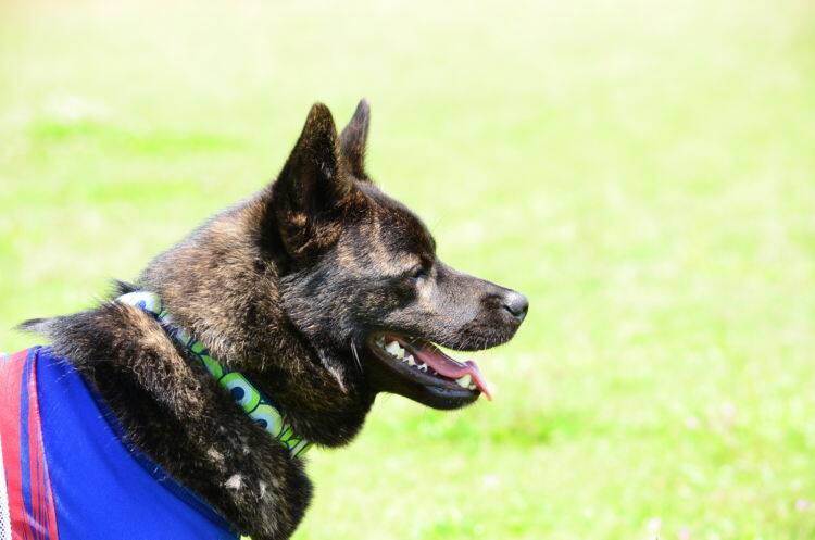 獣医師監修 甲斐犬はツンデレが魅力 野性味も備える日本犬と充実ライフを Ana Travel Life