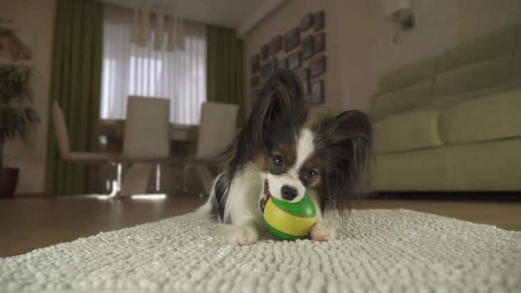 ドッグトレーナー監修 犬の室内飼いの部屋のレイアウトはどうする ポイントや注意点は Ana Travel Life