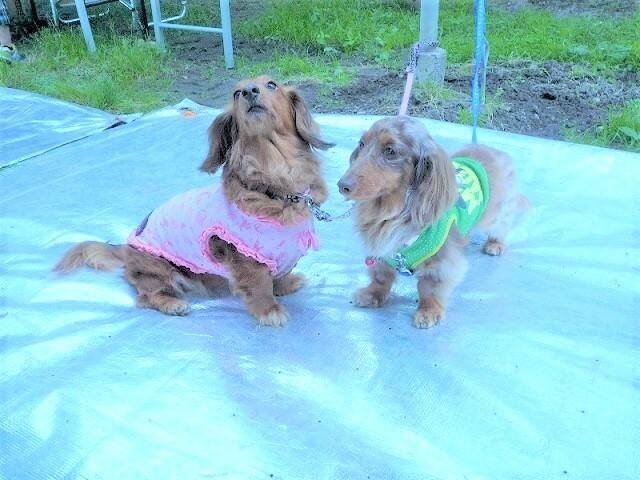 山梨 さくらんぼの王様 佐藤錦や 完熟した高砂を食べ比べ 愛犬と さくらんぼ狩り を楽しむ Ana Travel Life 山梨 さくらんぼの王様 佐藤錦や 完熟した高砂を食べ比べ 愛犬と さくらんぼ狩り を楽しむ Ana Travel Life