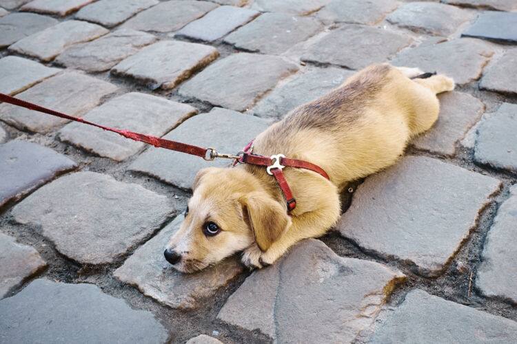 ドッグトレーナー監修 犬のハーネス 散歩に使用するメリットやデメリット 負担が少ない付け方は Ana Travel Life ドッグトレーナー監修 犬のハーネス 散歩に使用するメリットやデメリット 負担が少ない付け方は Ana Travel Life