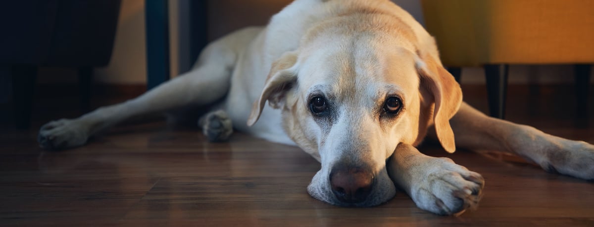 獣医師監修 犬が自分の体をなめる原因は やめさせる工夫点と対処法 Ana Travel Life