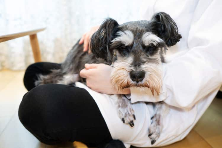 [最も選択された] 犬 しゃっくり 嘔吐 271641犬 しゃっくり 嘔吐