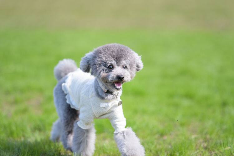 小型犬まとめ 超小型犬 小型犬の犬種をまとめて紹介 見た目と各特徴をチェック Ana Travel Life