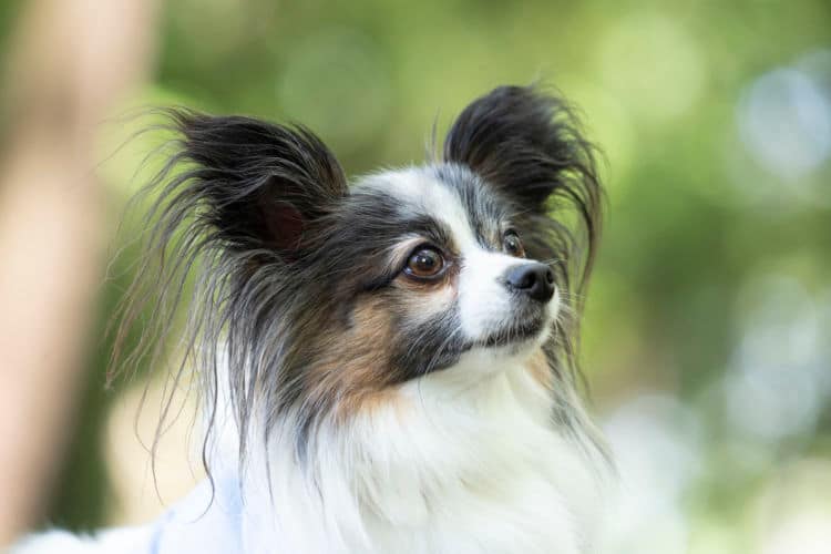 小型犬まとめ 超小型犬 小型犬の犬種をまとめて紹介 見た目と各特徴をチェック Ana Travel Life