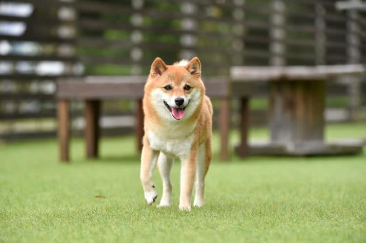 小型犬まとめ 超小型犬 小型犬の犬種をまとめて紹介 見た目と各特徴をチェック Ana Travel Life