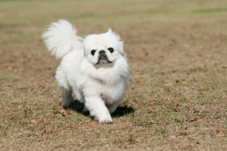 小型犬まとめ 超小型犬 小型犬の犬種をまとめて紹介 見た目と各特徴をチェック Ana