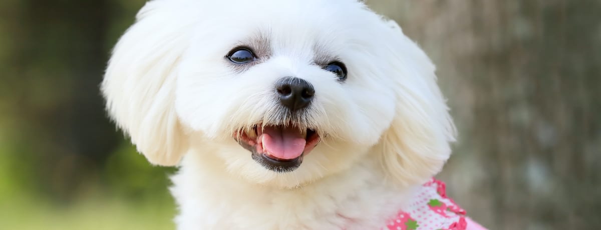 毛 の 抜け にくい 犬 種