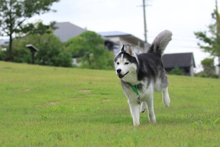 大型犬まとめ 大型犬の犬種をまとめて紹介 それぞれの特徴や価格もチェック Ana Travel Life