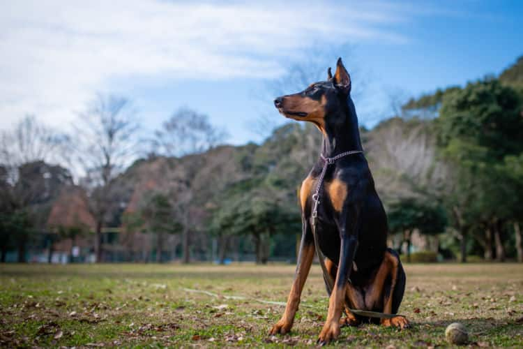 大型犬まとめ 大型犬の犬種をまとめて紹介 それぞれの特徴や価格もチェック Ana Travel Life