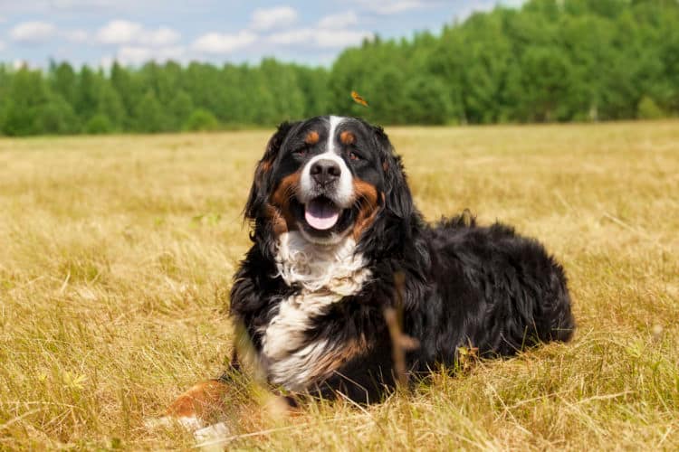 大型犬まとめ 大型犬の犬種をまとめて紹介 それぞれの特徴や価格もチェック Ana