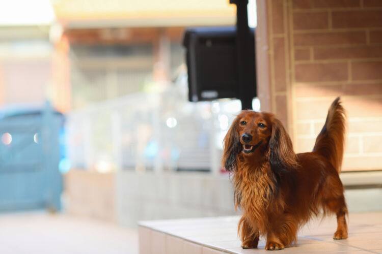 ドッグトレーナー監修】犬が唸るのをやめさせるしつけ方法は?原因と