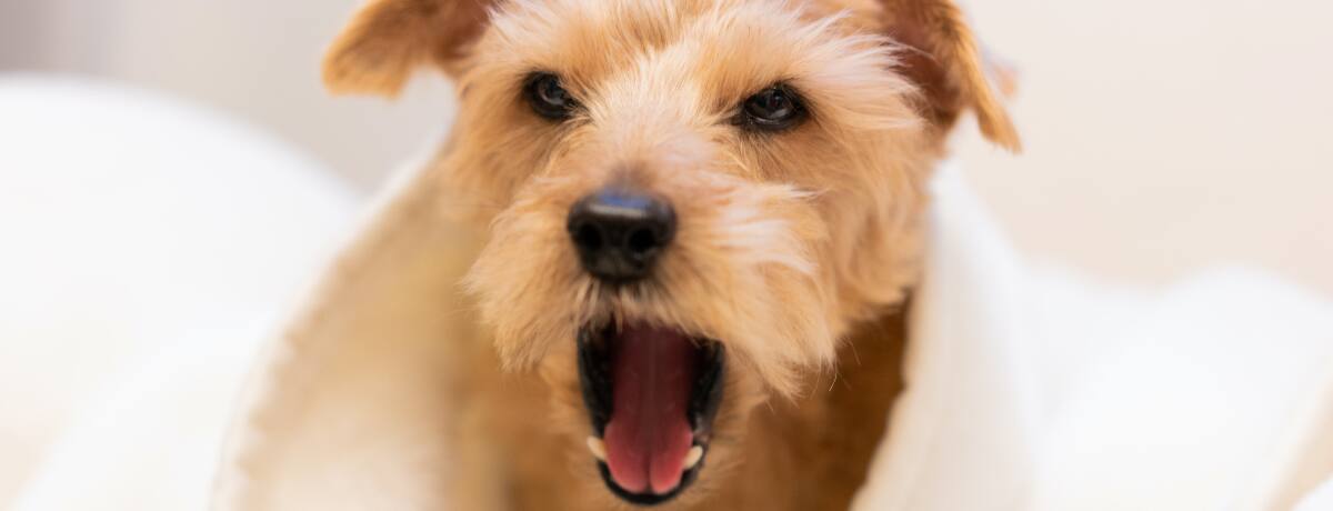 獣医師監修 犬の鼻血は要注意 鼻血が原因になる病気や飼い主さんができる応急処置法を知っておこう Ana Travel Life 獣医師監修 犬の鼻血は要注意 鼻血が原因になる病気や飼い主さんができる応急処置法を知っておこう Ana Travel Life