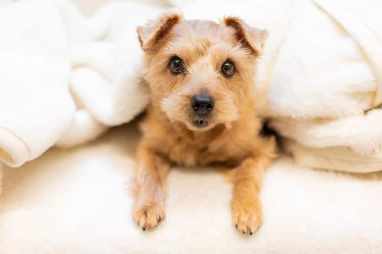 子犬 うんち が ゆるい