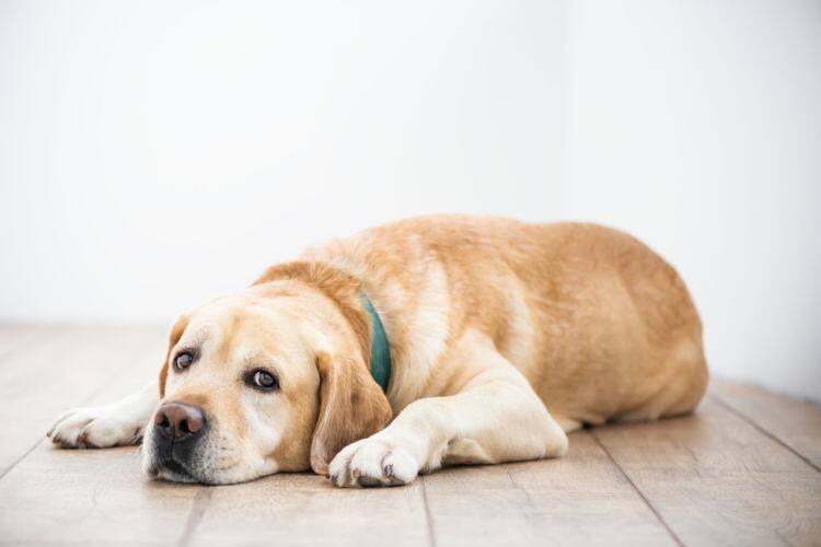 獣医師監修 犬の鼻づまりの原因は 鼻づまりで病院に行くべき病気や 鼻づまりの解消法を知っておこう Ana