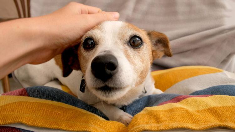 獣医師監修 犬の鼻づまりの原因は 鼻づまりで病院に行くべき病気や 鼻づまりの解消法を知っておこう Ana Travel Life