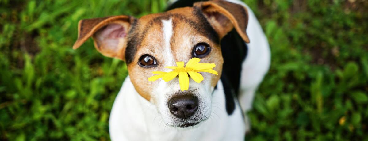 獣医師監修 犬の鼻づまりの原因は 鼻づまりで病院に行くべき病気や 鼻づまりの解消法を知っておこう Ana Travel Life