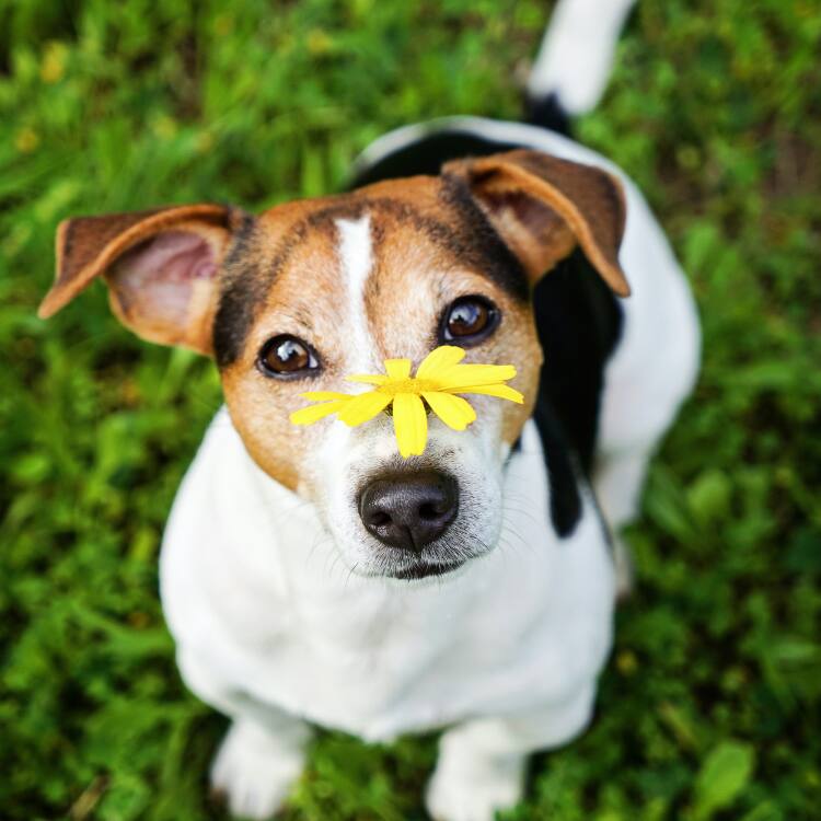 獣医師監修 犬の鼻づまりの原因は 鼻づまりで病院に行くべき病気や 鼻づまりの解消法を知っておこう Ana Travel Life 獣医師監修 犬の鼻づまりの原因は 鼻づまりで病院に行くべき病気や 鼻づまりの解消法を知っておこう Ana Travel Life