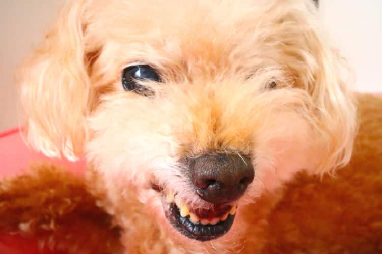 ドッグトレーナー監修 愛犬が威嚇して唸るときの対処法は うなり声を出す理由も解説 Ana Travel Life ドッグトレーナー監修 愛犬が威嚇して唸るときの対処法は うなり声を出す理由も解説 Ana Travel Life