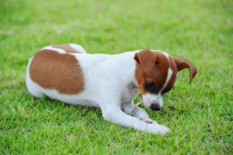 ドッグトレーナー監修 お散歩中になんでも食べる 犬の 拾い食い をしつける方法 防止方法をご紹介 Ana Travel Life