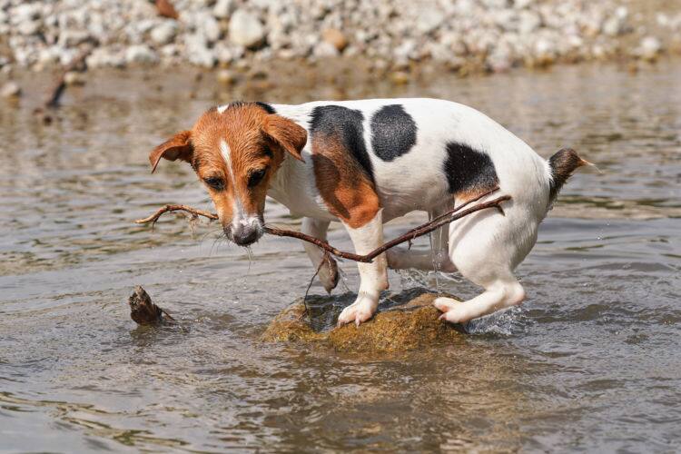 ドッグトレーナー監修 お散歩中になんでも食べる 犬の 拾い食い をしつける方法 防止方法をご紹介 Ana Travel Life