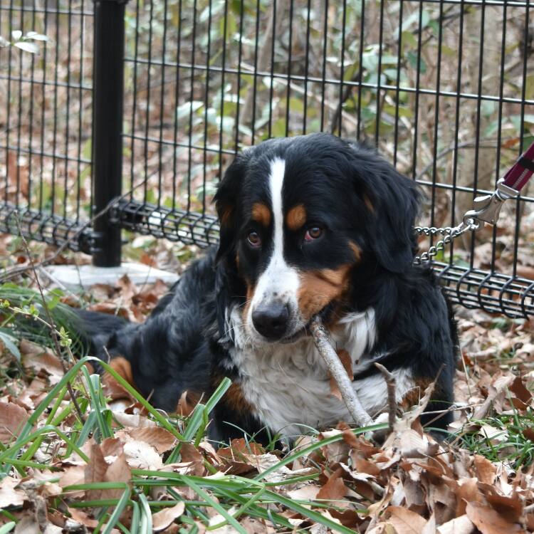 ドッグトレーナー監修 お散歩中になんでも食べる 犬の 拾い食い をしつける方法 防止方法をご紹介 Ana Travel Life
