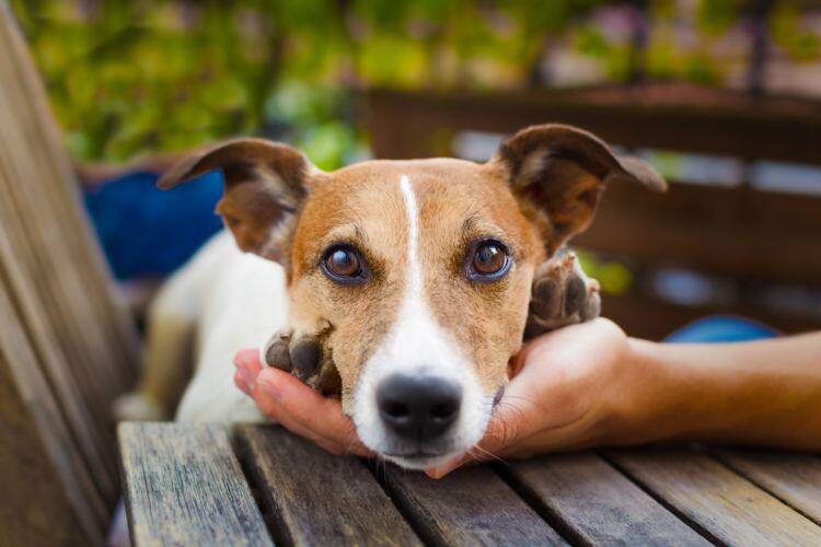 老 犬 息 が 荒い