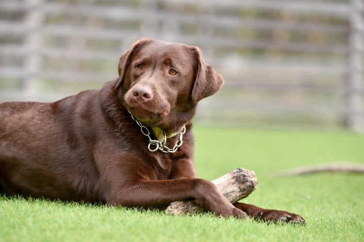 獣医師監修 犬が異物を飲んでしまった時の対処法や症状を解説 Ana