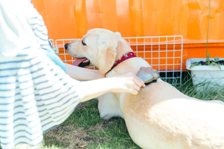 対策 犬 の 抜け毛